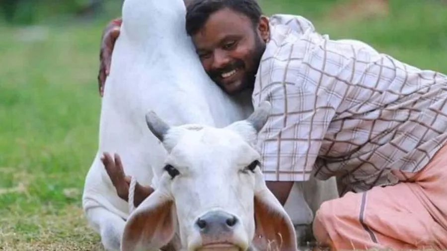 વેલેન્ટાઇન ડેના દિવસે 'કાઉ હગ ડે' નહીં ઉજવાય, સરકારે અપીલ પાછી ખેંચી