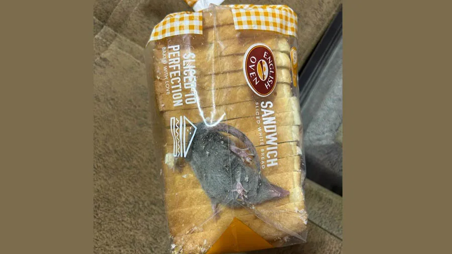 ઓનલાઈન બ્રેડ મગાવતા પેકેટમાં જીવતો ઉંદર મળ્યો, ફરિયાદ બાદ કંપનીએ આપ્યો આ જવાબ