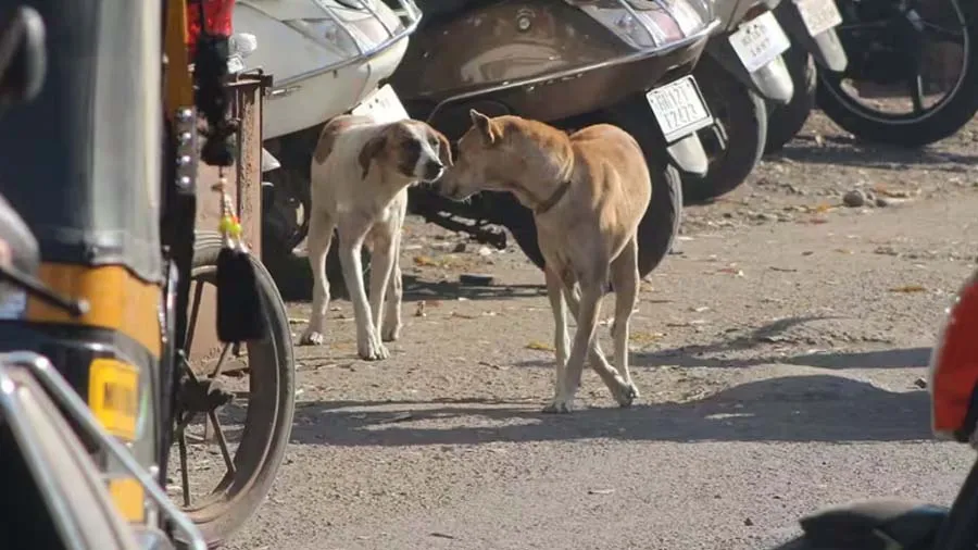 અમદાવાદમાં કૂતરાઓનો ત્રાસ વધ્યો, 2022મા કૂતરા કરડવાના આટલા કેસ નોંધાયા