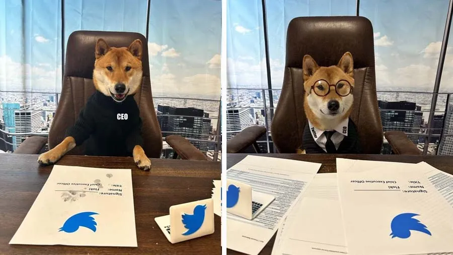 એલન મસ્કે પોતાના કૂતરાને બનાવી દીધો ટ્વીટરનો CEO! કહ્યું-તે બીજા કરતા સારો છે