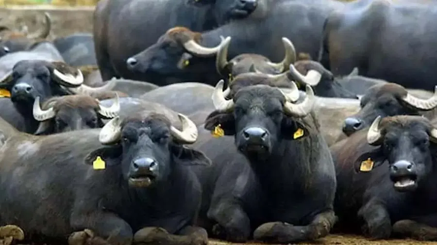 ભેંસની આ જાતિ પાળવાથી બમ્પર નફો મળશે, મહિને 1000 લીટર દૂધ આપે છે