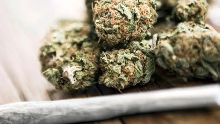 ગાંજો પીનારા માટે નીકળી નોકરી, 88 લાખ રૂપિયાનું છે વાર્ષિક પેકેજ