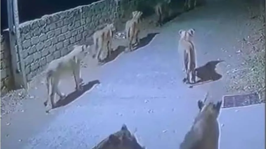 જંગલના રાજા ગુજરાતની શેરીમાં ટહેલવા નિકળ્યા, 8 સાવજના ટોળાથી ફફડાટ, જુઓ વીડિયો