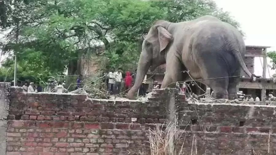 કળશ યાત્રામાં સામેલ થવા લવાયો હતો હાથી, ભીડ જોઇને થયો બેકાબૂ, 3 લોકોને કચડ્યા