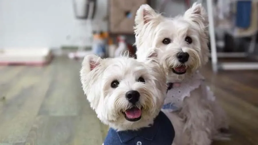 વડોદરામાં મેયરે પાળતું શ્વાન પરનો વેરો રદ્દ કર્યો