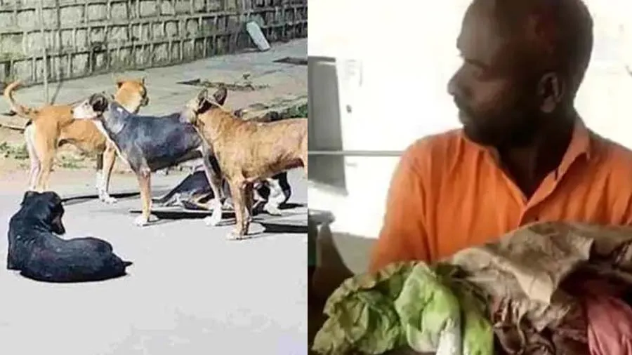 સુરતમાં કૂતરાઓનો આતંક, 2 વર્ષની બાળકી પર 4 કૂતરા તૂટી પડ્યા, 30થી વધુ બચકા ભર્યા