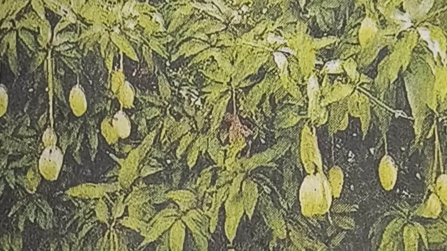 આંબા પર 40 વર્ષમાં સૌથી વધુ મોર જોવા મળતા કેરીના ઉત્પાદનમાં 30%નો વધારો સંભવ