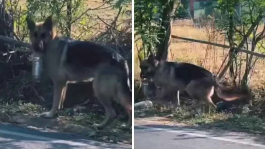 વફાદાર શ્વાનનો વીડિયો થયો વાયરલ, 2km ચાલીને માલિકને પહોંચાડે છે ટિફિન