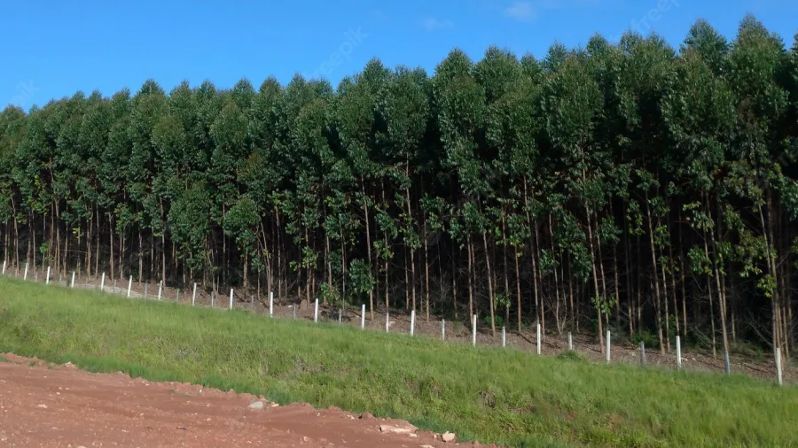 આ ઝાડની એક એકરની ખેતીથી 1 કરોડ રૂપિયા કમાઈ શકે છે ખેડૂત, જાણી લો રીત