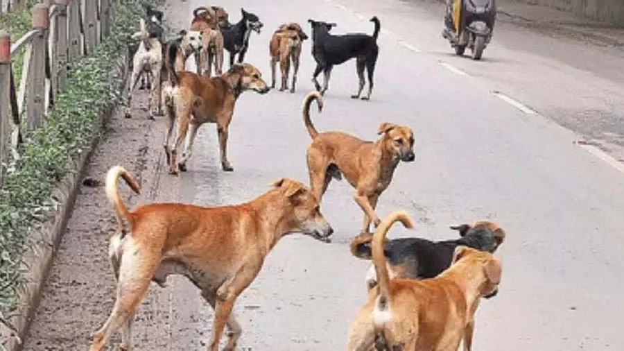 બાળકો પર વધી રહ્યા છે કૂતરાના હુમલાના કેસ, શું આદમખોર બની રહ્યા છે કૂતરા?