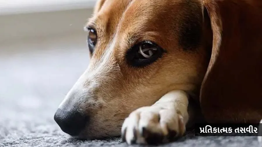 કૂતરાનો બળાત્કાર કરનારની ધરપકડ, ઘણી વખત બાળકોની છેડતી પણ કરી ચૂક્યો છે