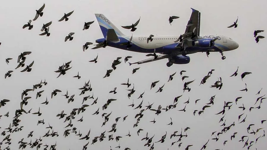 સુરત એરપોર્ટ એક્શન કમિટીની માગ, ઝીંગા તળાવને બંધ કરાવો