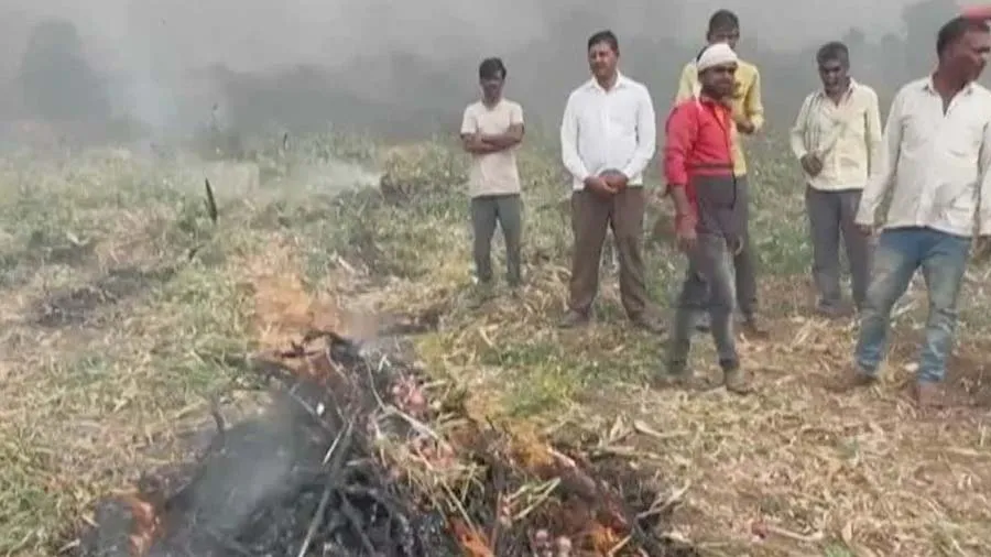 'આખા શરીરમાંથી લોહી કાઢી નાંખો પણ...', ખેડૂતો ડુંગળીનો પાક સળગાવવા મજબૂર