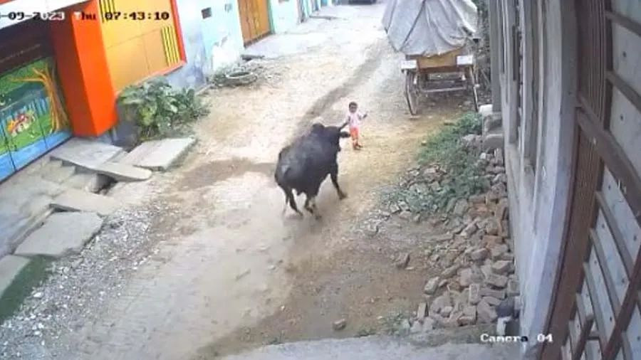 4 વર્ષની છોકરીને રખડતા સાંઢે કચડી, હચમચાવી મૂકશે આ અકસ્માતનો વીડિયો