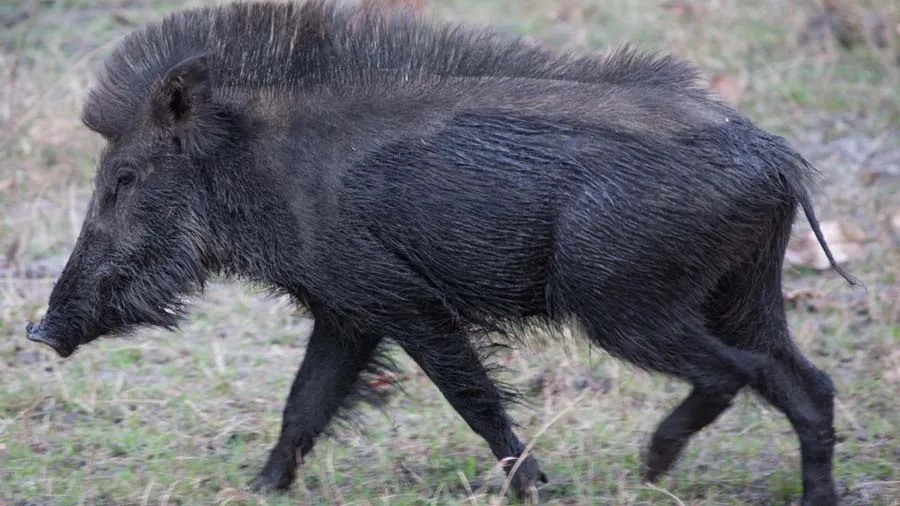 આ રાજ્યમાં ડુક્કરો અને મરઘીઓની એન્ટ્રી પર લાગ્યો પ્રતિબંધ, જાણો કારણ