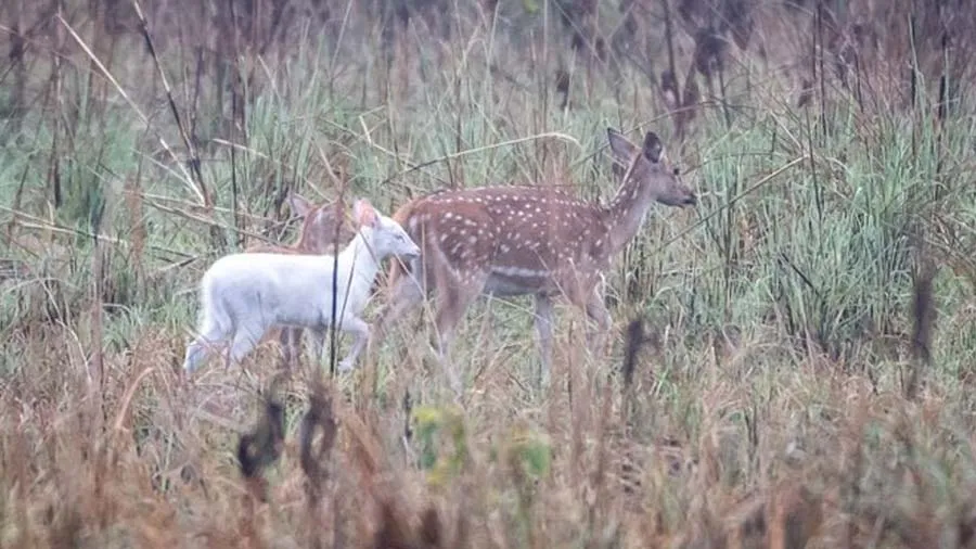 અચાનક જંગલમાં નજરે પડ્યું સફેદ પ્રાણી, IFS અધિકારીએ શેર કરી દુર્લભ તસવીર!