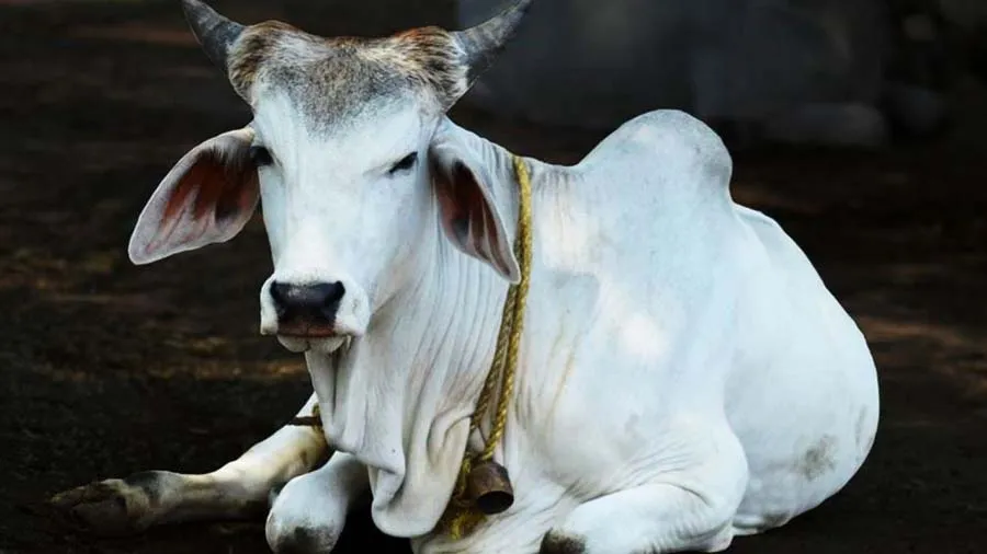 25 હજારથી વધુ પગાર હોય તો ગાય માટે મહિને રૂ. 500 કાપી લો, ભાજપના મંત્રીનો આઇડિયા