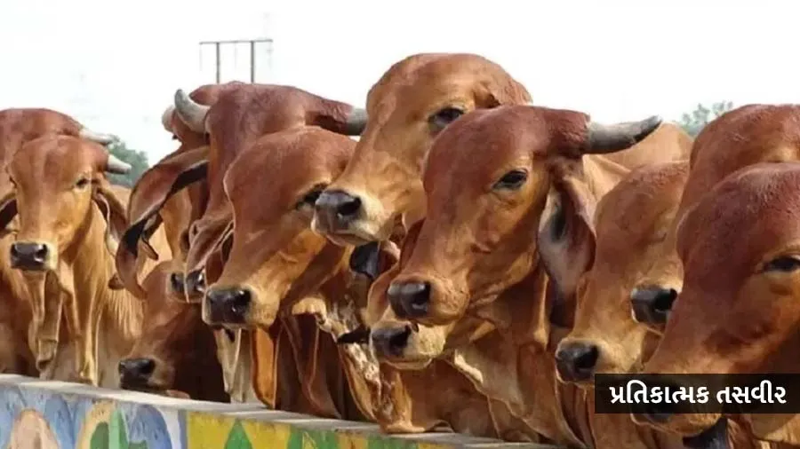 આ રાજ્યમાં હવે શરાબ પર લાગશે 'કાઉ સેસ', દરેક બોટલ પર 10 રૂપિયા વસુલાશે