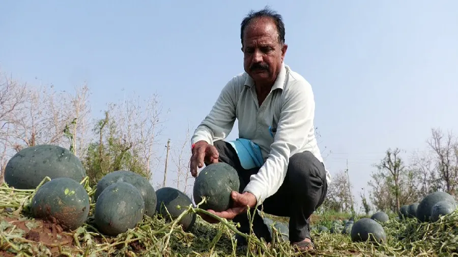 70 વીઘાના તરબૂચના પાક પર 'કરા' પડતા ખેડૂતના મોંમા આવેલો કોળિયો છીનવાયો