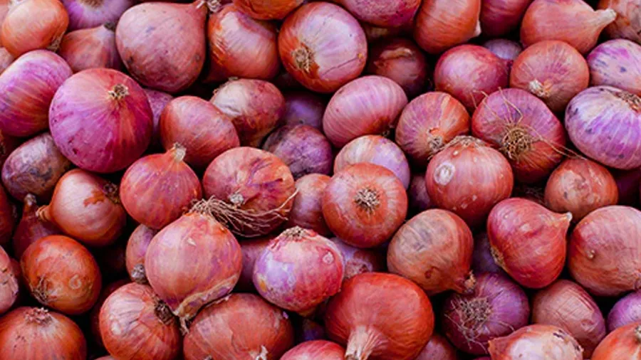 સૌરાષ્ટ્રના ખેડૂતો પાસે નાની ડુંગળી છે, કોઈ લેવાલ જ નથી, નાફેડને પણ 45 MM ગમે છે