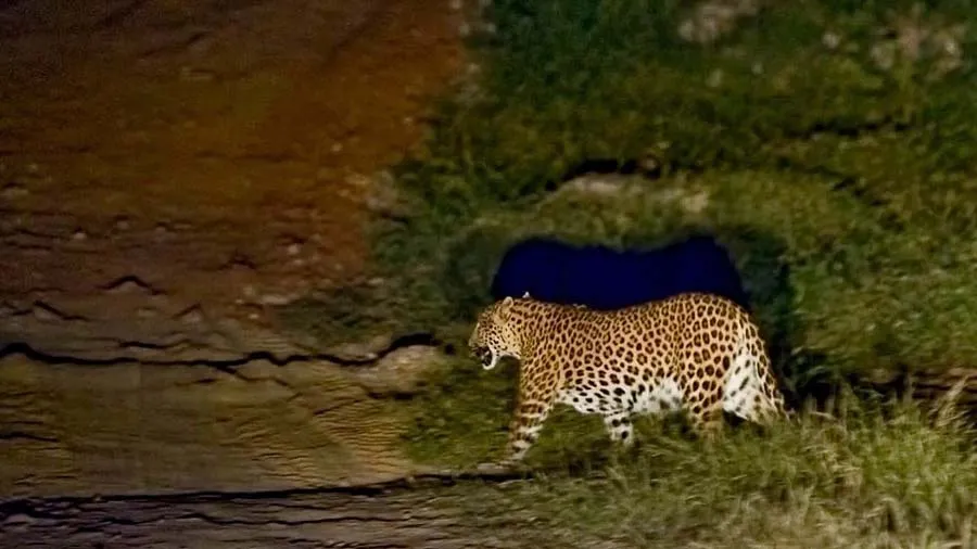 પાકિસ્તાનથી જમ્મૂ-કાશ્મીરમાં ભારતની સરહદમાં એક દીપડો ઘૂસી આવ્યો, શોધખોળ ચાલે છે