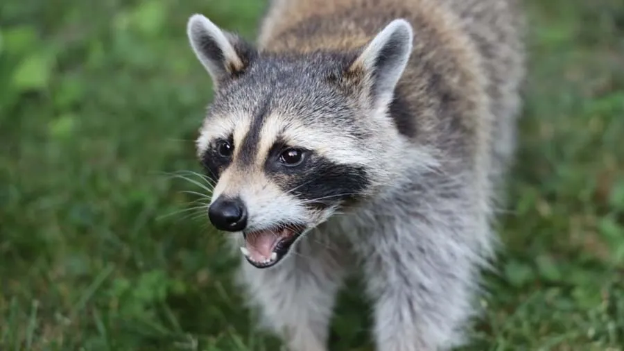 શું હોય છે Raccoon DoGs? જેનાથી કોરોના ફેલાવાની થઇ રહી છે વાત