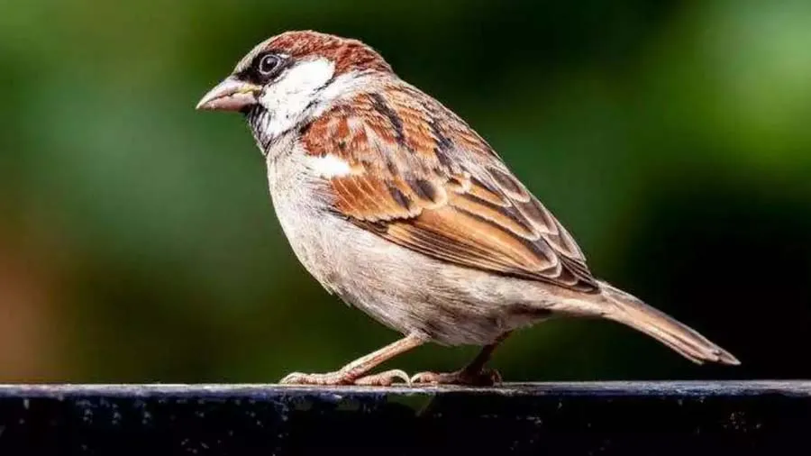 વિશ્વ ચકલી દિવસ: માનવીનું અન્ય જીવસૃષ્ટિ સાથેનું સહઅસ્તિત્વ