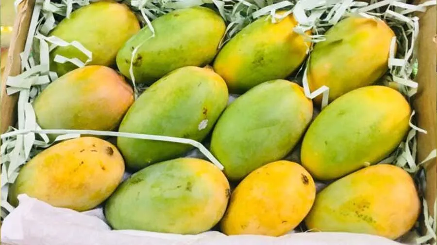 માવઠાને કારણે કેસર કેરી 15 દિવસ મોડી આવશે, હાલમાં જાણો શું ભાવ ચાલે છે