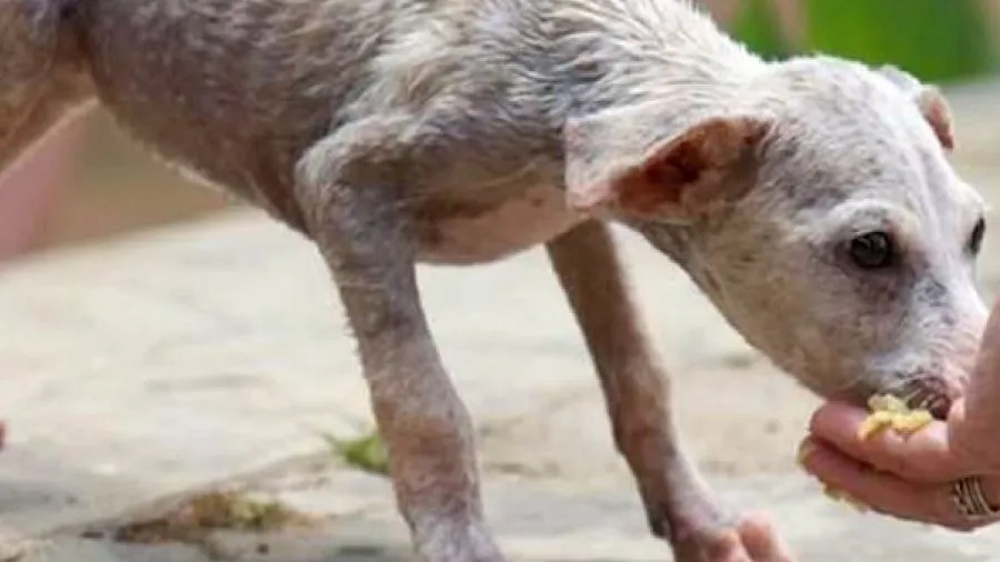 શું હાઉસિંગ સોસાયટીમાં રખડતા કૂતરાઓને ખવડાવી શકીએ? કેન્દ્ર સરકારની નવી ગાઈડલાઈન