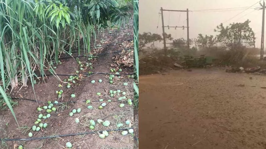 કેરીના પાકને ભારે નુકશાનની ભીતિ, આગામી 2 દિવસ આ જિલ્લામાં વરસાદની આગાહી