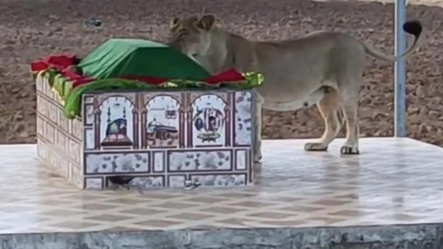 ગીરમાં કબર પર જોવા મળી સિંહણ, જોઈને લોકો ભાગ્યા