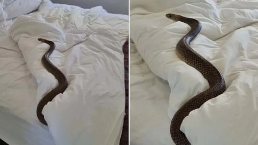 બેડરૂમમાં પ્રવેશતા જ મહિલાના ઊડ્યા હોશ, બેડ પર હતો 6 ફૂટ લાંબો સાપ