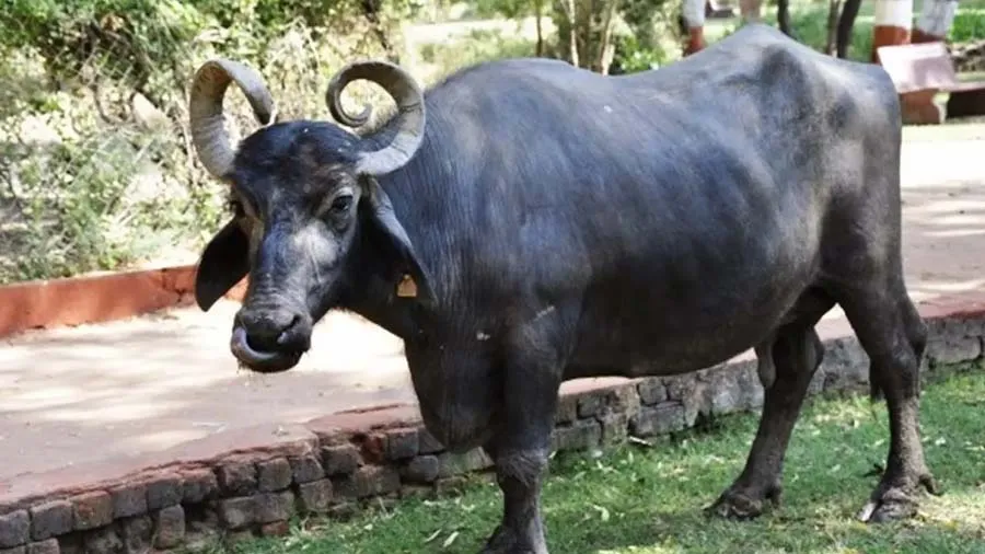 બાલકૃષ્ણ પાણીનું બિલ ન ભરી શક્યો તો અધિકારીઓ તેની ભેંસ લઈ ગયા