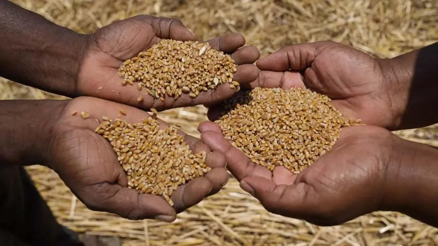 ગુજરાતના આ માર્કેટ યાર્ડમાં ઘઉંના ઐતિહાસિક ભાવ બોલાયા, ખેડૂતોમાં ખુશી