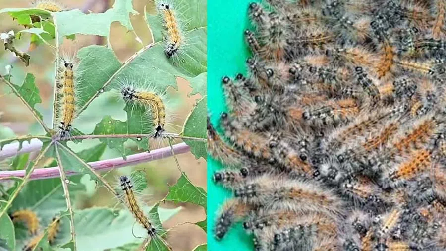 ગુજરાતના આ જિલ્લામાં ખેતરમાં ઇયળો ફરી વળવાને કારણે ખેડૂતોને લાખોનું નુકશાન