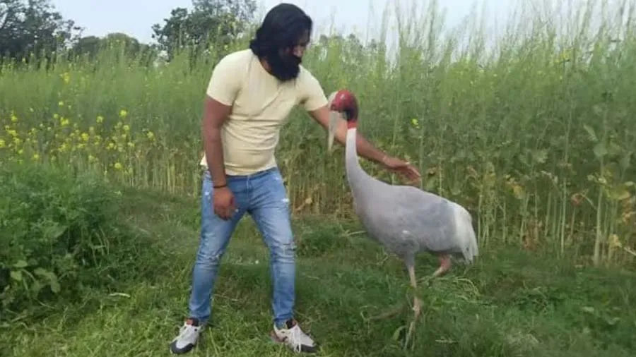 જે સારસ પક્ષીની સારવાર કરી, દોસ્તી થઇ તે આસિફ પર જ વન વિભાગે કેસ કરી દીધો