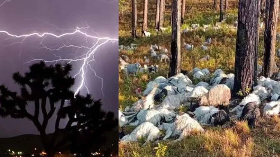 આસમાની આફત, વીજળી પડતા એક સાથે 350 ઘેટા-બકરાના મોત