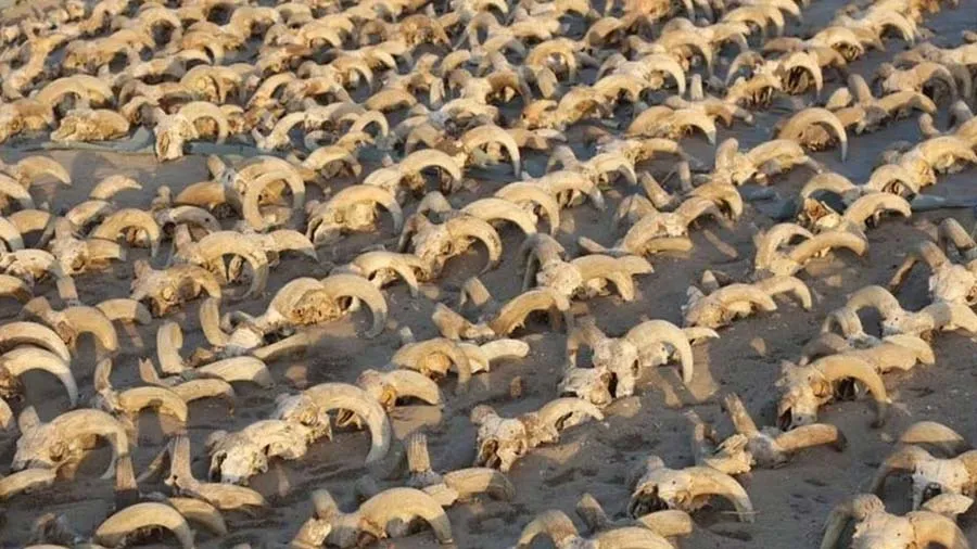 મંદિરમાંથી 2,000 ઘેટાના માથા મળી આવ્યા તેનું રહસ્ય શું છે?