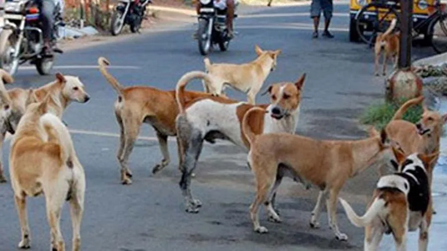 સુરતમાં કૂતરાના કરડવાથી 28 વર્ષીય યુવકનું સારવાર દરમિયાન મોત