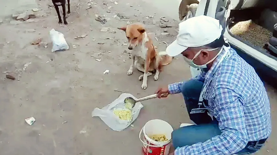 આવક વધુ ન હોવા છતા 20 વર્ષોથી નિર્દોષ પશુઓને ખાવાનું ખવડાવી રહ્યા છે સુજીત