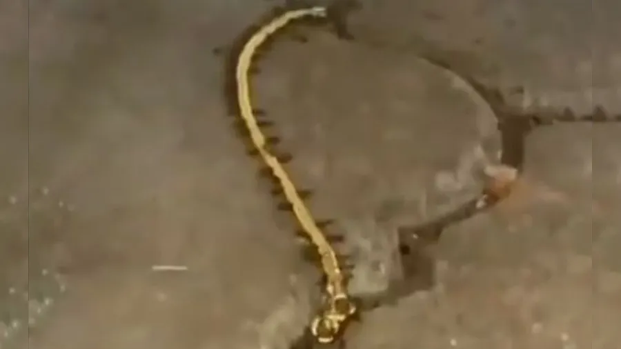 આ છે દુનિયાના સૌથી નાના ‘ગોલ્ડ સ્મગલર્સ’, IFS ઓફિસરે શેર કર્યો વીડિયો