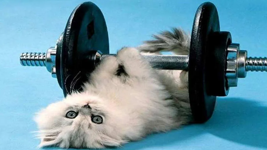 બિલાડીએ જીમમાં કરી કસરત, થાકીને થઈ પરસેવાથી લથબથ, જુઓ Video