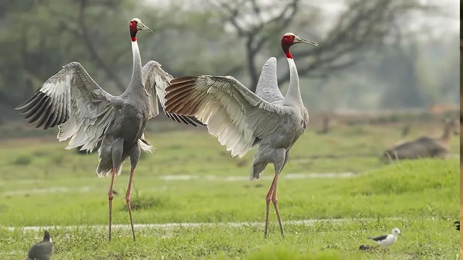 જોડી તૂટવા પર સારસ હવે જીવ આપવાને બદલે શોધી લે છે બીજો સાથી, બદલાવથી આશ્ચર્ય