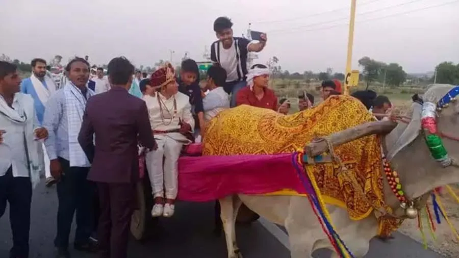 બળદગાડી પર વરરાજો, ઊંટ અને ઘોડાઓ પર જાનૈયા, બિઝનેસમેનના દીકરાની નીકળી અનોખી જાન