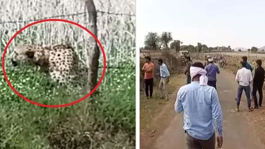 નામીબિયા લવાયેલો ચિત્તો કૂનોમાંથી ભાગી ગયો, આજુબાજુના ગામડાઓમાં ખૌફનો માહોલ