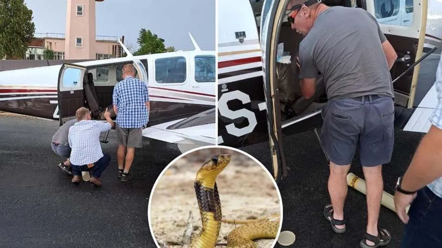 11000 ફુટ ઉંચે ઉડી રહેલા વિમાનમાં પાયલટની સીટ નીચે કોબ્રા, પછી જાણો શું થયું