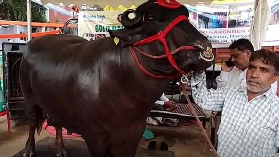 10 કરોડનો ઘોલૂ, 4 લાખ રૂપિયા તો તેને પાળવાનો ખર્ચ થાય, માલિક કરે વીર્યથી કમાણી