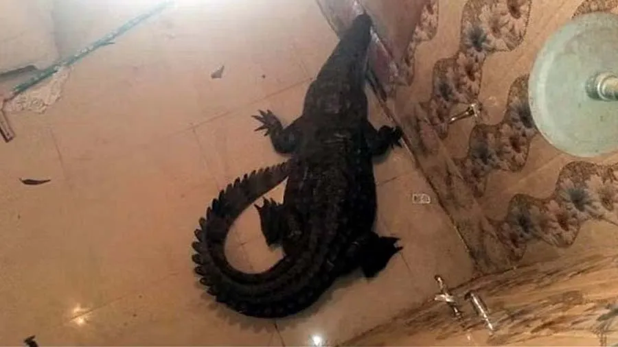 મહિલા શાળાના બાથરૂમમાં ગઈ અને ત્યાં મગર હતો, ચીસાચીસ કરી મૂકી