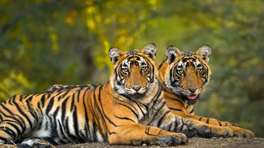 કેવી રીતે કરવામાં આવી 3167 વાઘોની વસ્તી ગણતરી, જાણો તેની રીત