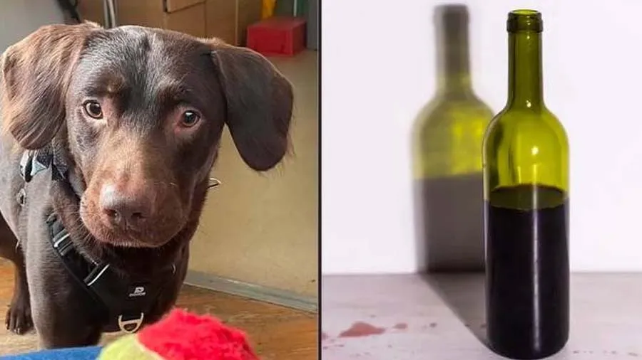 માલિકના પેગમાંથી બચેલી શરાબ પીને કૂતરો બન્યો શરાબી, તેને કર્યો વ્યસન મુક્ત
